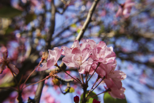 櫻花