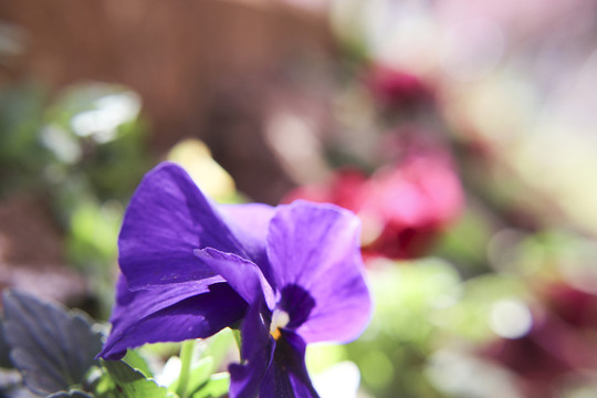 蝴蝶花