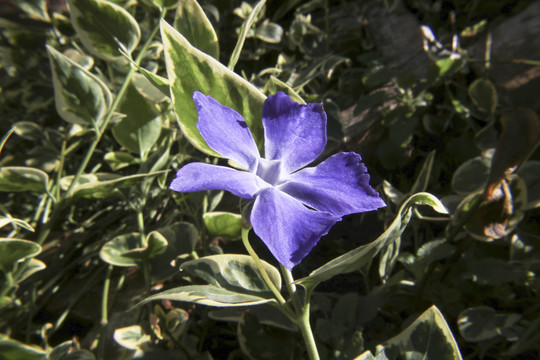 蝴蝶花