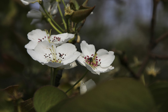 梨花