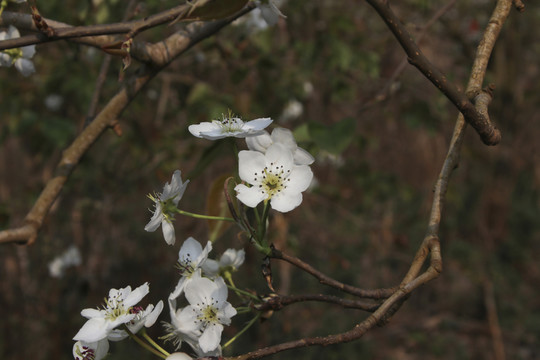 梨花