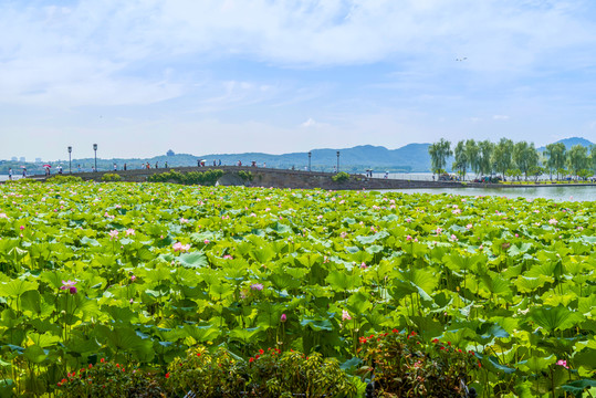 西湖風(fēng)光 遠(yuǎn)眺斷橋