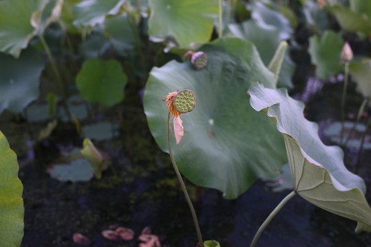 荷花