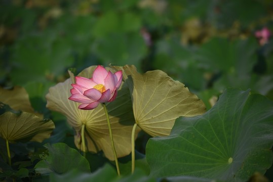荷花