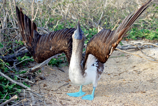 藍腳鰹鳥在交配舞蹈
