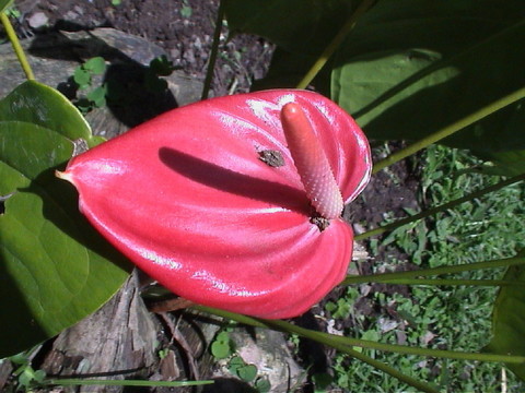花2