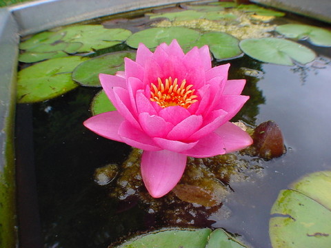 水百合