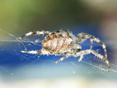kreuzspinne