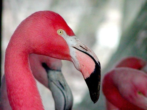 火烈鳥