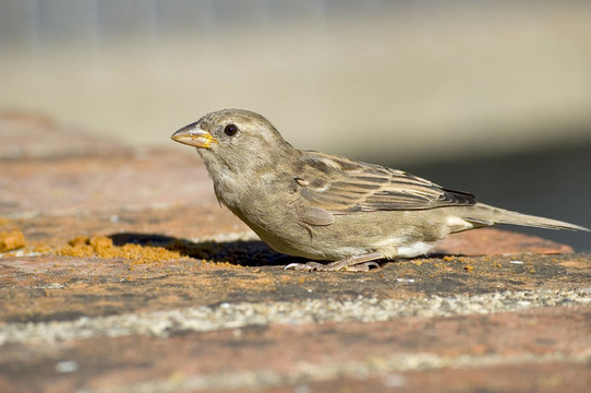 烏爾姆Spatz