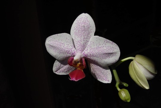 花卉