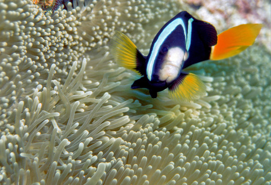 anemonenfisch