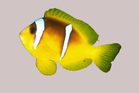 小丑魚的自由
