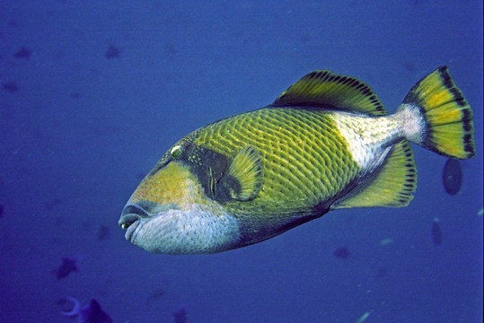 綠巨人熱帶魚