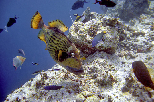綠巨人熱帶魚
