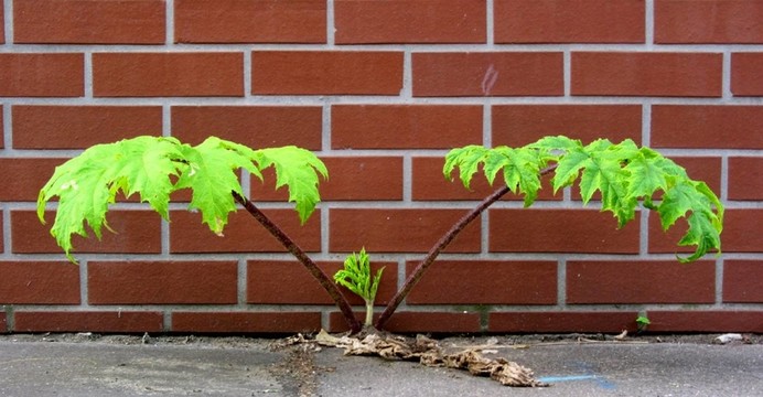 萌芽-年輕人真的很難…