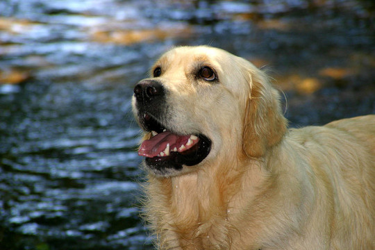 金毛獵犬