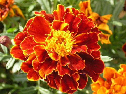 火焰花