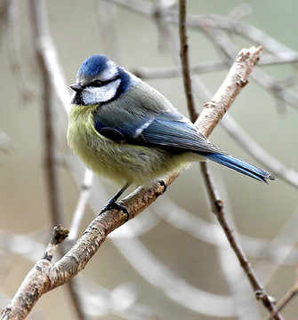 blaumeise3