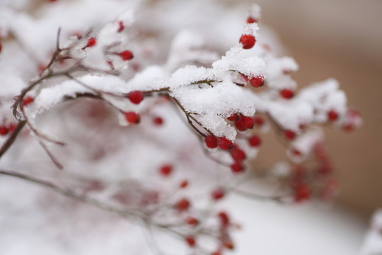 大雪