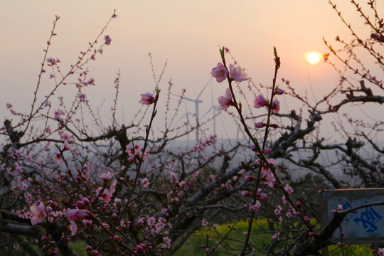 桃花島余輝
