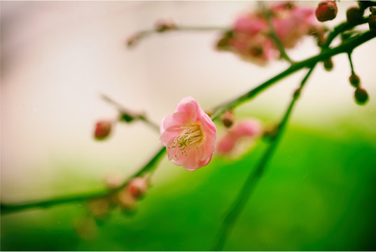 梅花