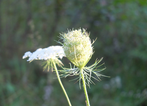 野胡蘿卜花