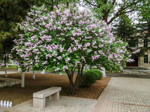 丁香樹
