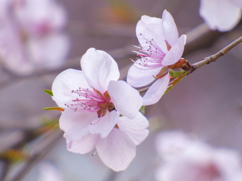 桃花盛開