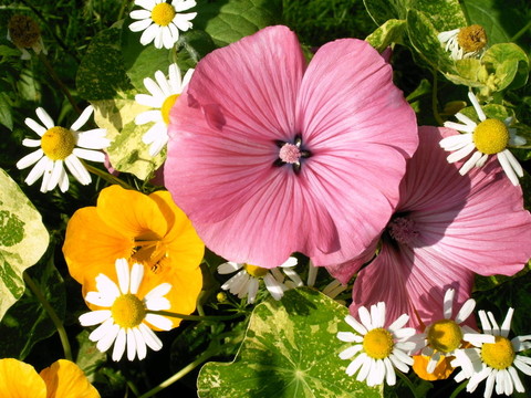 sommermix