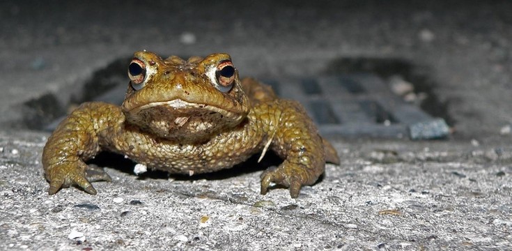 蟾蜍