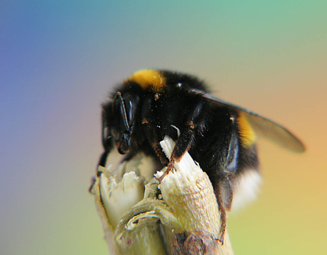 pelzchen