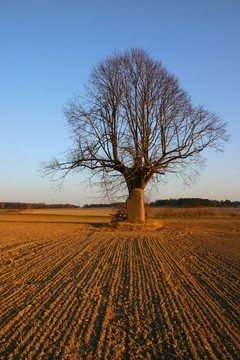 在hinkelstein