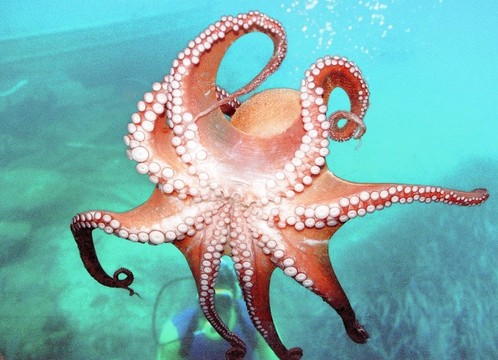 章魚