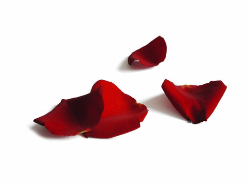 玫瑰花瓣