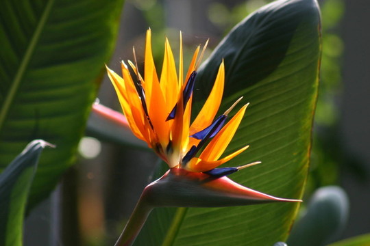 天堂鳥花