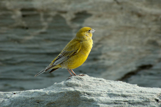 鳥人