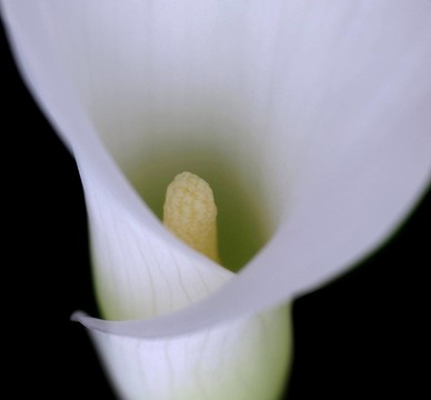 一個花