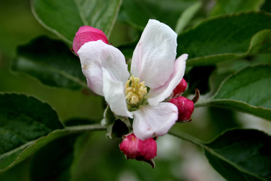 蘋果花