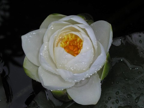 蓮花