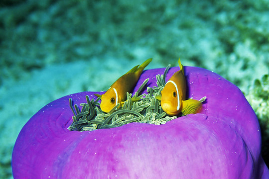 anemonenfische