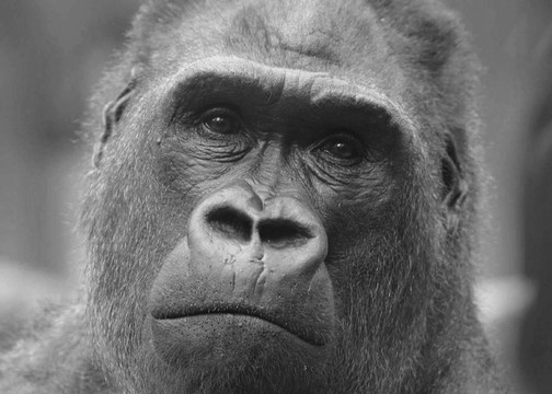 科隆動物園的基姆