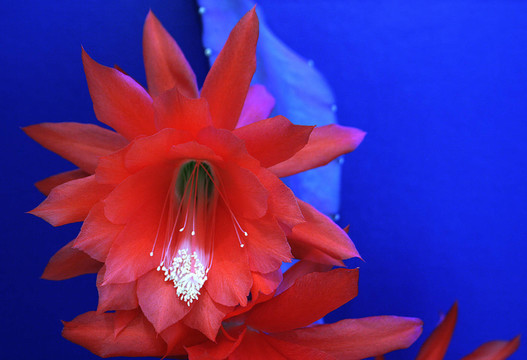 仙人掌花