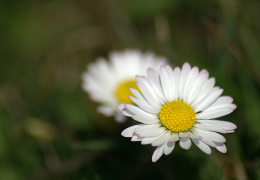 雛菊