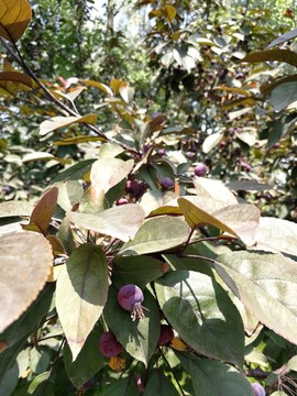 紫葉李 紅葉李 櫻桃李