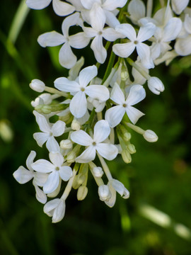 白色丁香花