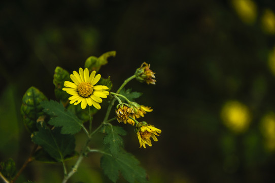 野菊花