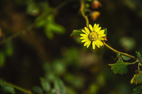野菊花