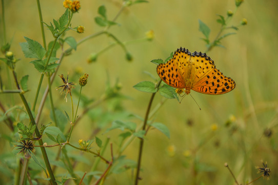 蝶戀花