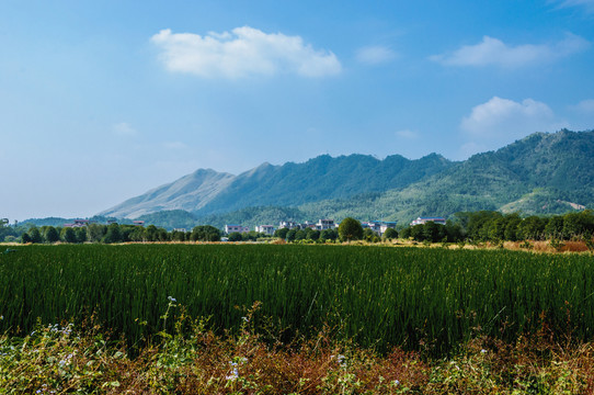 美麗田園